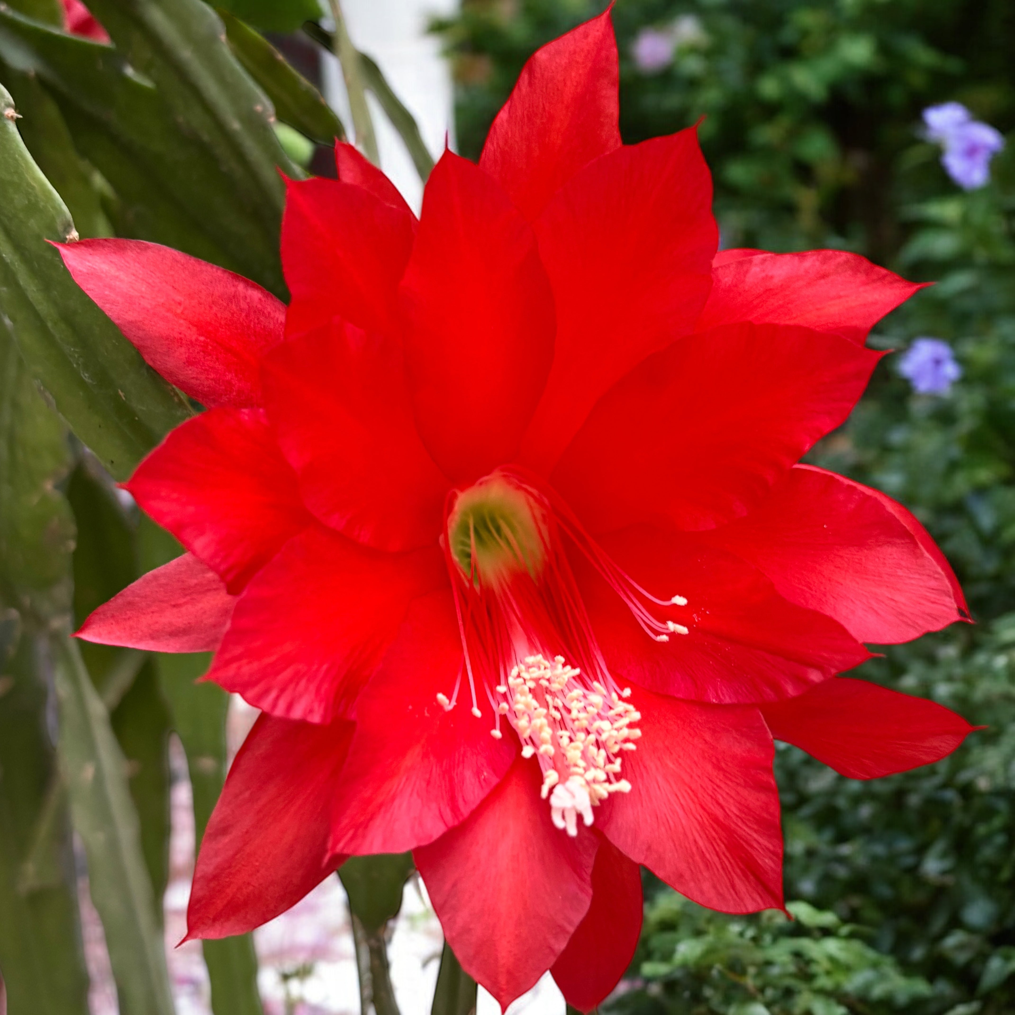 Epiphyllum rosu (Red Type Orchid Cactus) D12 – Secret Garden Plant Shop