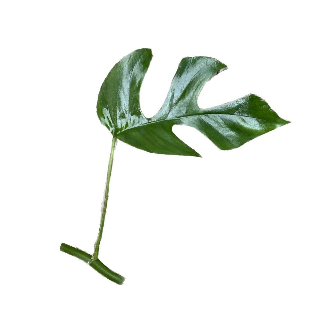 Stecklinge Monstera Minima (nicht bewurzelt) – Secret Garden Plant Shop
