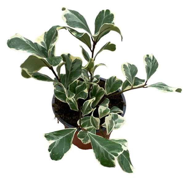 Ficus triangularis Sweetheart variegata 