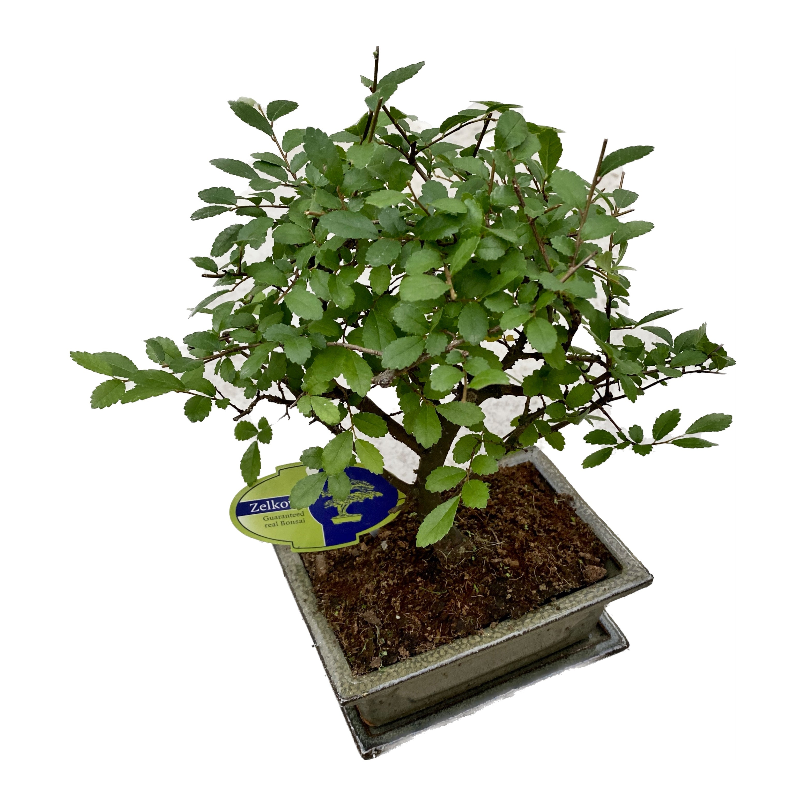 Bonsai Zelkova (Ulmul Japonez) Floraria Secret Garden (SG)
