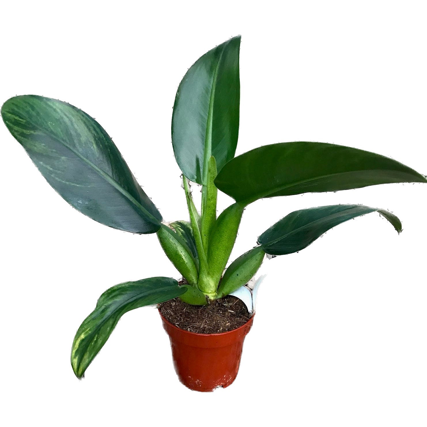 philodendron pacova Philodendron martianum (Philodendron Pacova) – Secret Garden Plant Shop
