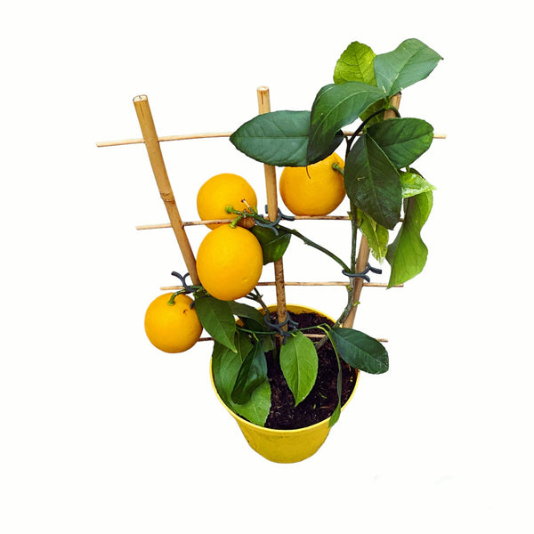 Meyer lemons in pots (Lisa Lemon) - abundant fruiting, juicy fruits 