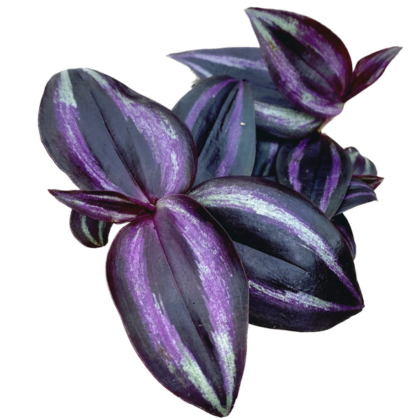 Tradescantia zebrina 'Purpusii Purple Joy' (babyplant)