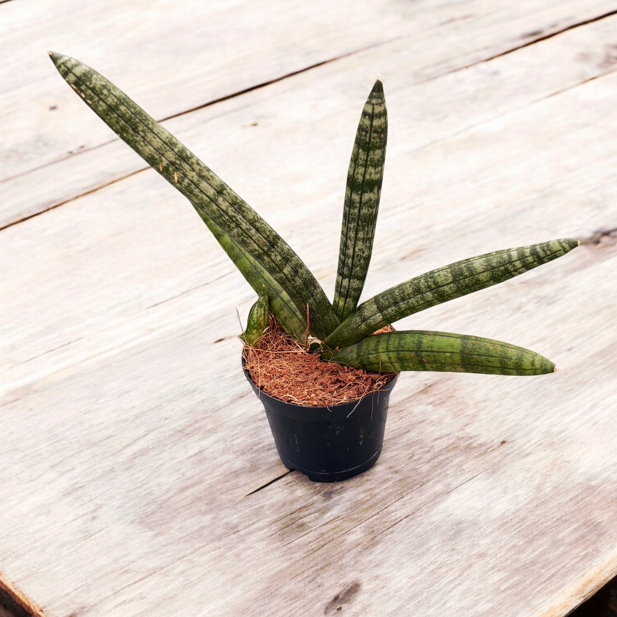 sansevieria cylindrica skyline Sansevieria cylindrica 'Skyline' D7 – Secret Garden Plant Shop
