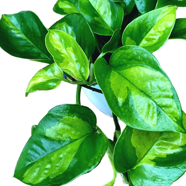 Epipremnum pinnatum 'Global Green' 3-4 plants/pot