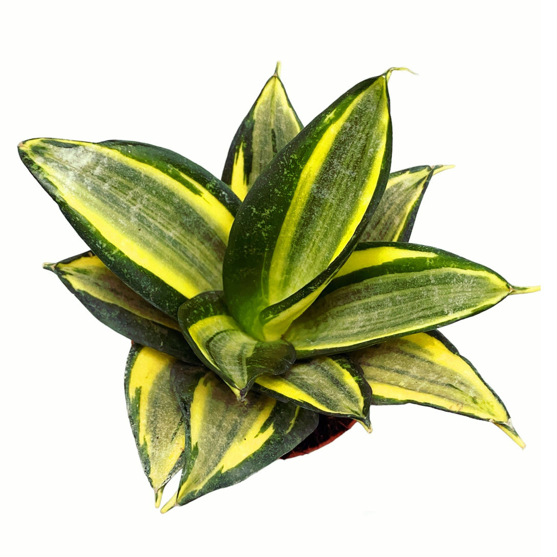 Sansevieria Hahnii 'Jade multicolor'