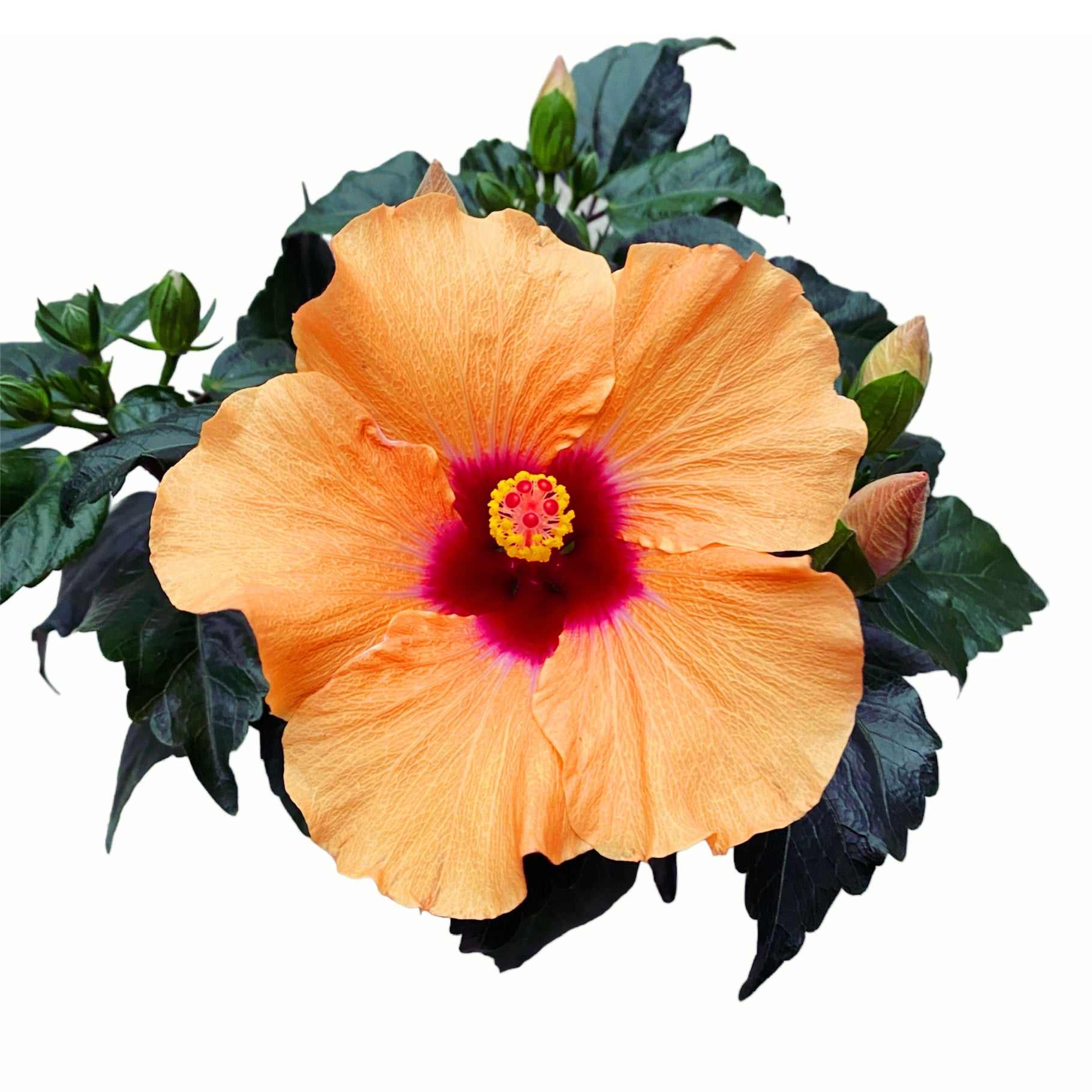 花 Hibiscus 'Adonicus Apricot'- flori XL – Secret Garden Plant Shop