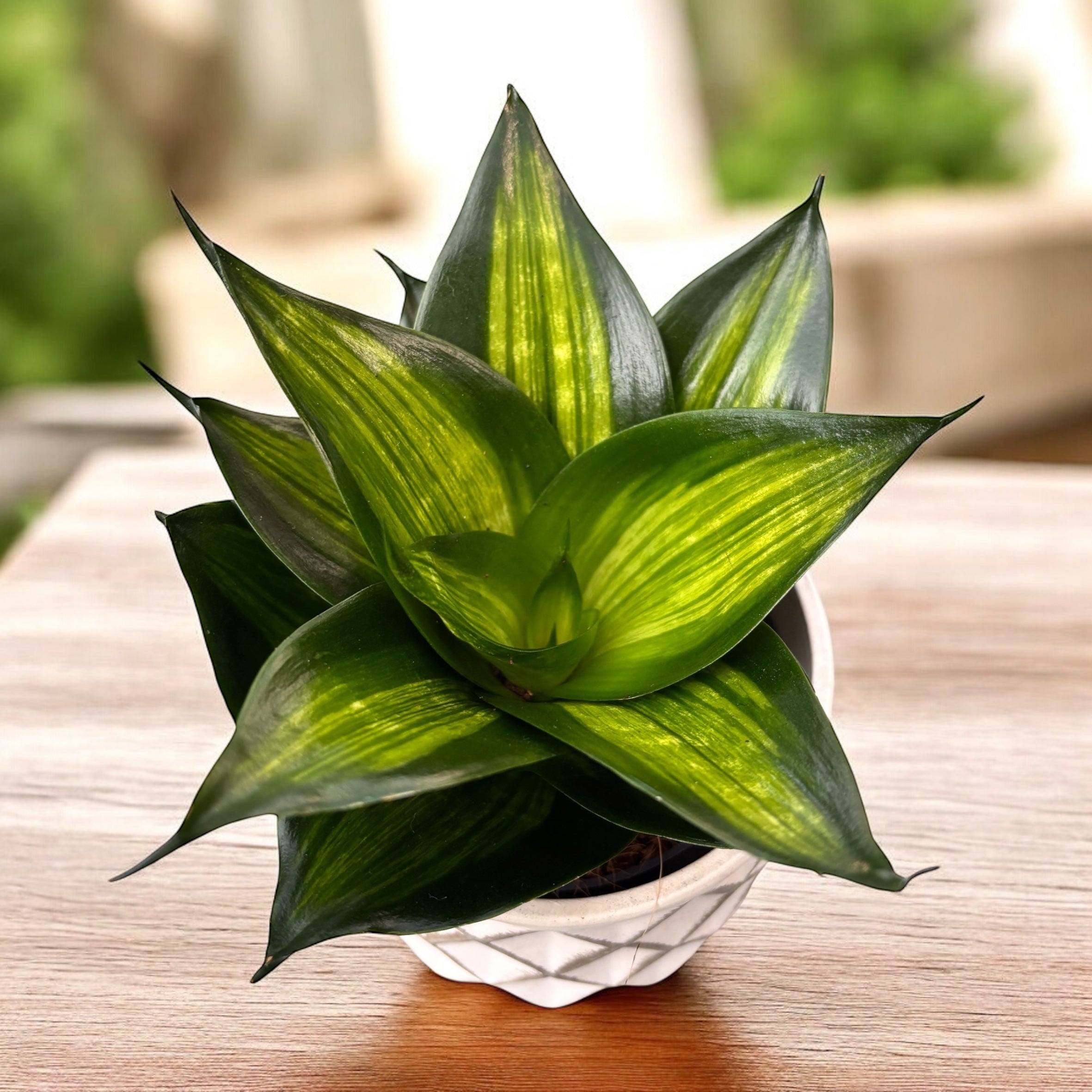 sansevieria hahnii variegated Sansevieria Hahnii 'Green Mould Variegated' – Secret Garden Plant Shop