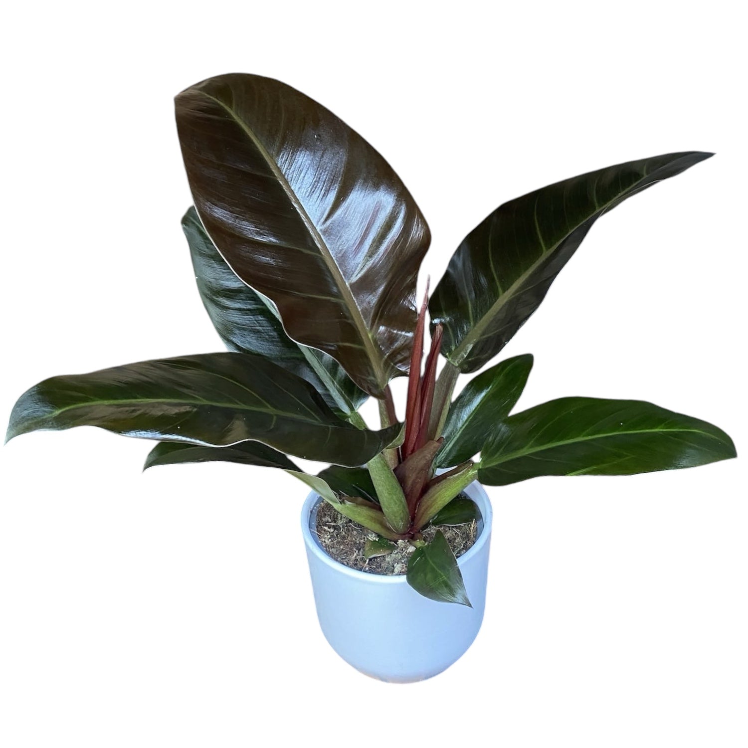 philodendron red secret Philodendron 'Imperial Red' – Secret Garden Plant Shop