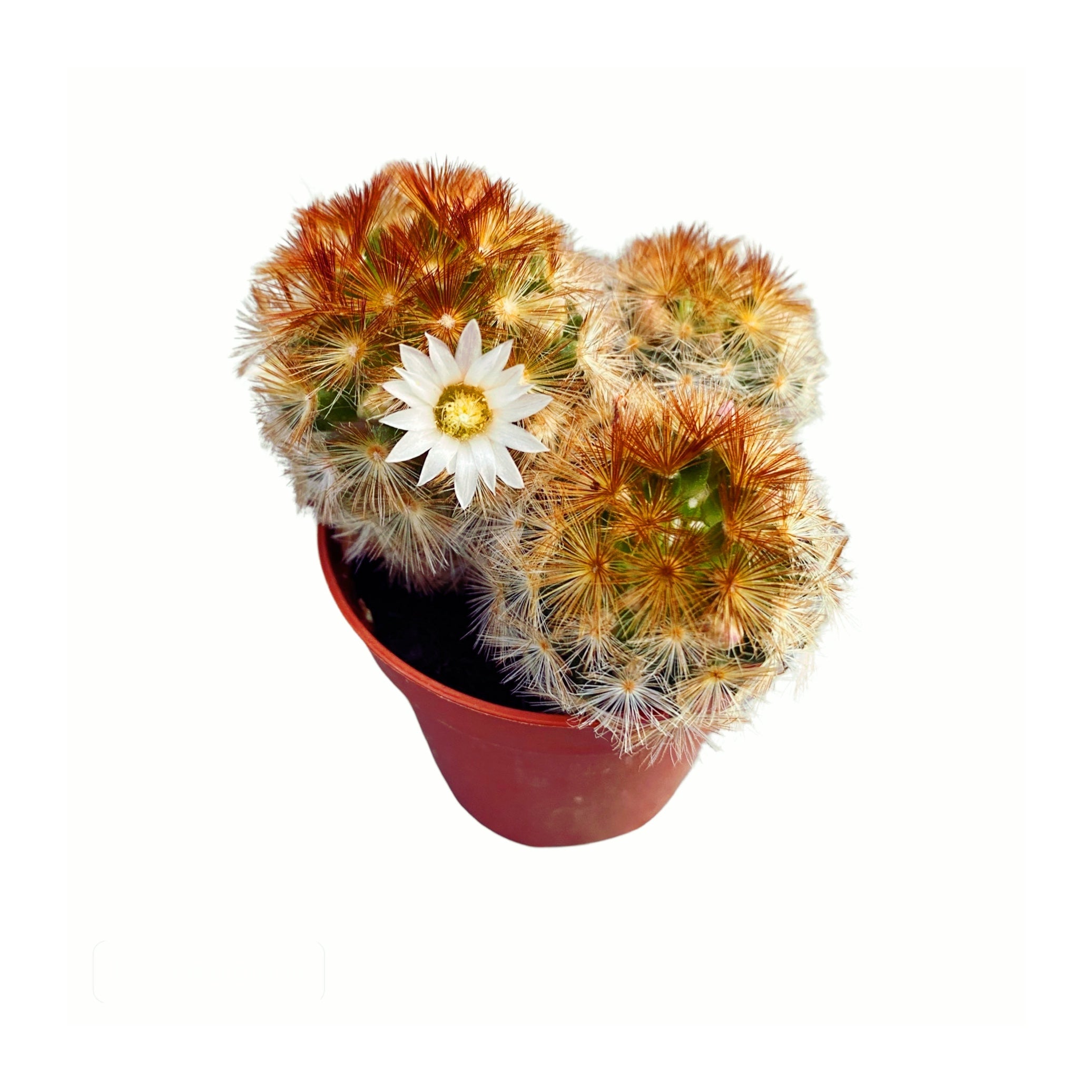 Mammillaria carmenae f. rubrispina  Secret Garden Plant Shop