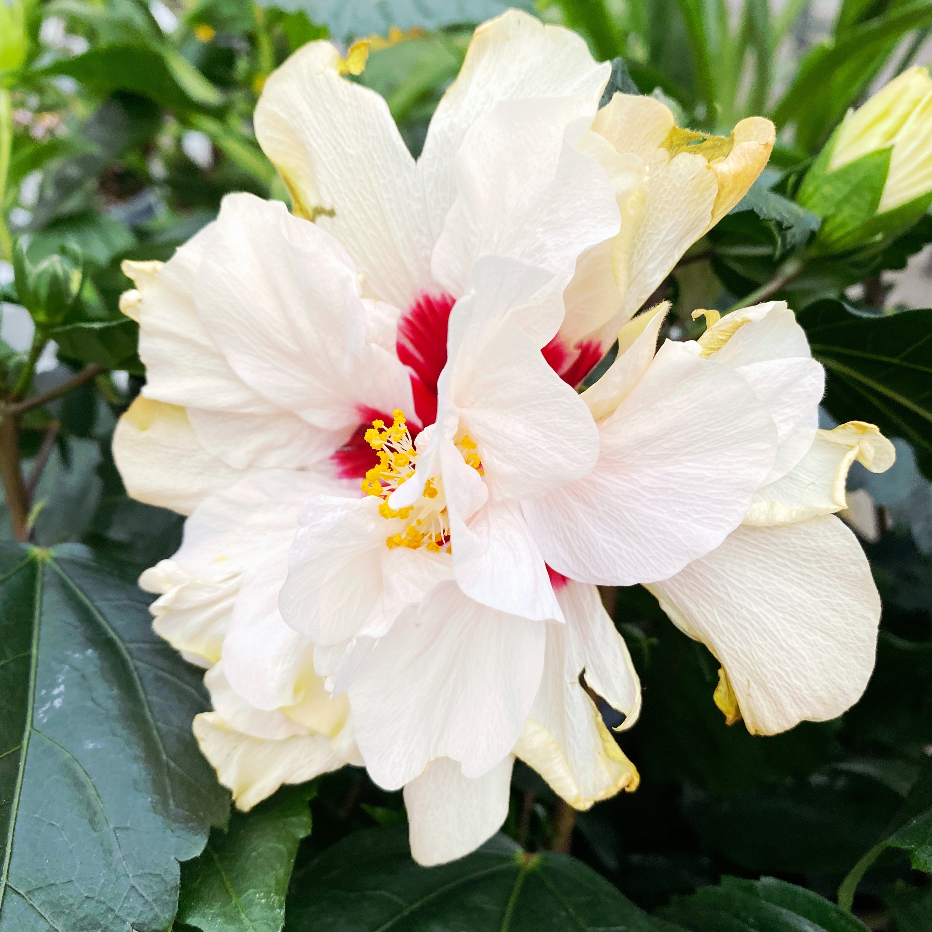 dwarf double white hibiscus potted plant Hibiscus Adonicus 'Double White'