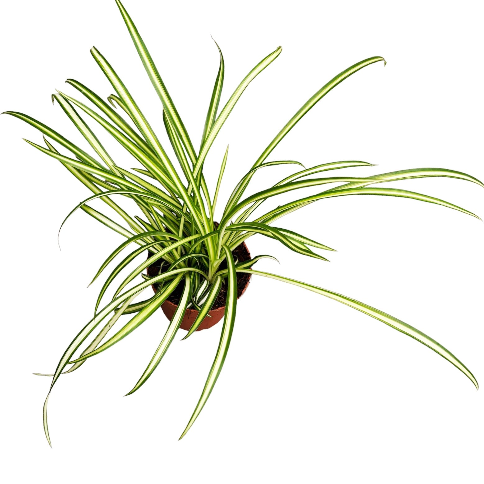 chlorophytum 'atlantic' Chlorophytum comosum 'Atlantic' – Secret Garden Plant Shop