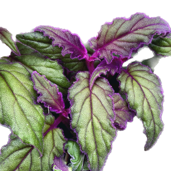 Gynura aurantiaca 'Purple Passion' 2 plants/pot