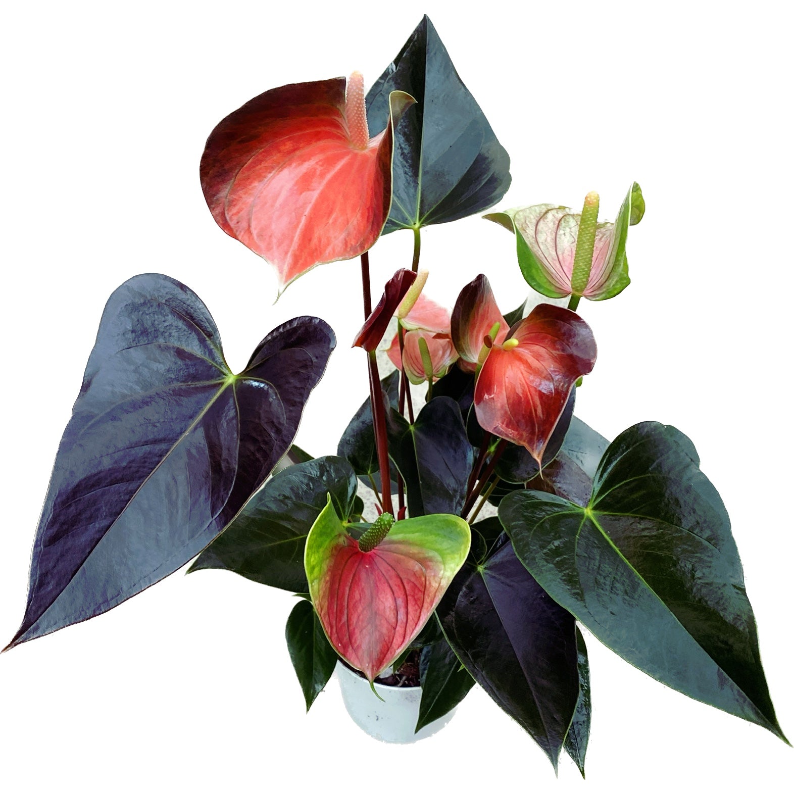 rainbow anthurium Anthurium 'Rainbow Champion' – tropical plant with iridescent flowers – Secret Garden Plant Shop