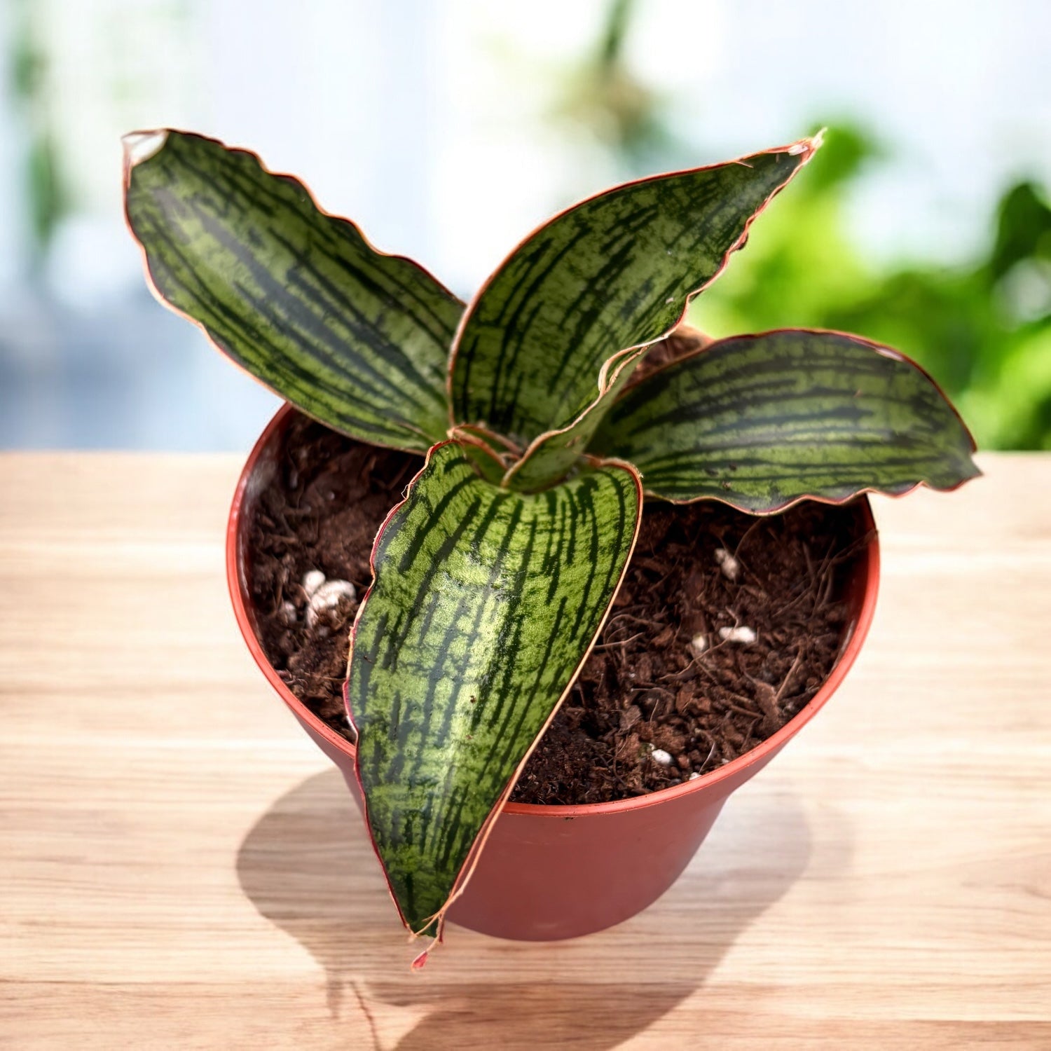 sansevieria cleopatra hybrid Sansevieria 'Cleopatra' – Secret Garden Plant Shop