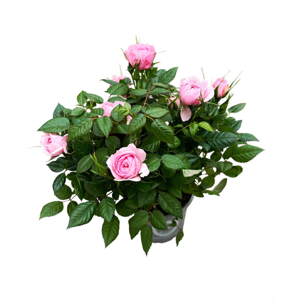 Dwarf roses Rosa Kordana® Harmony 3-4 plants/pot