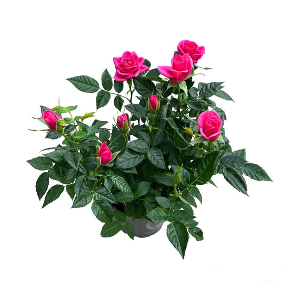 Dwarf roses Rosa Kordana® Classic Amica 3-4 plants/pot