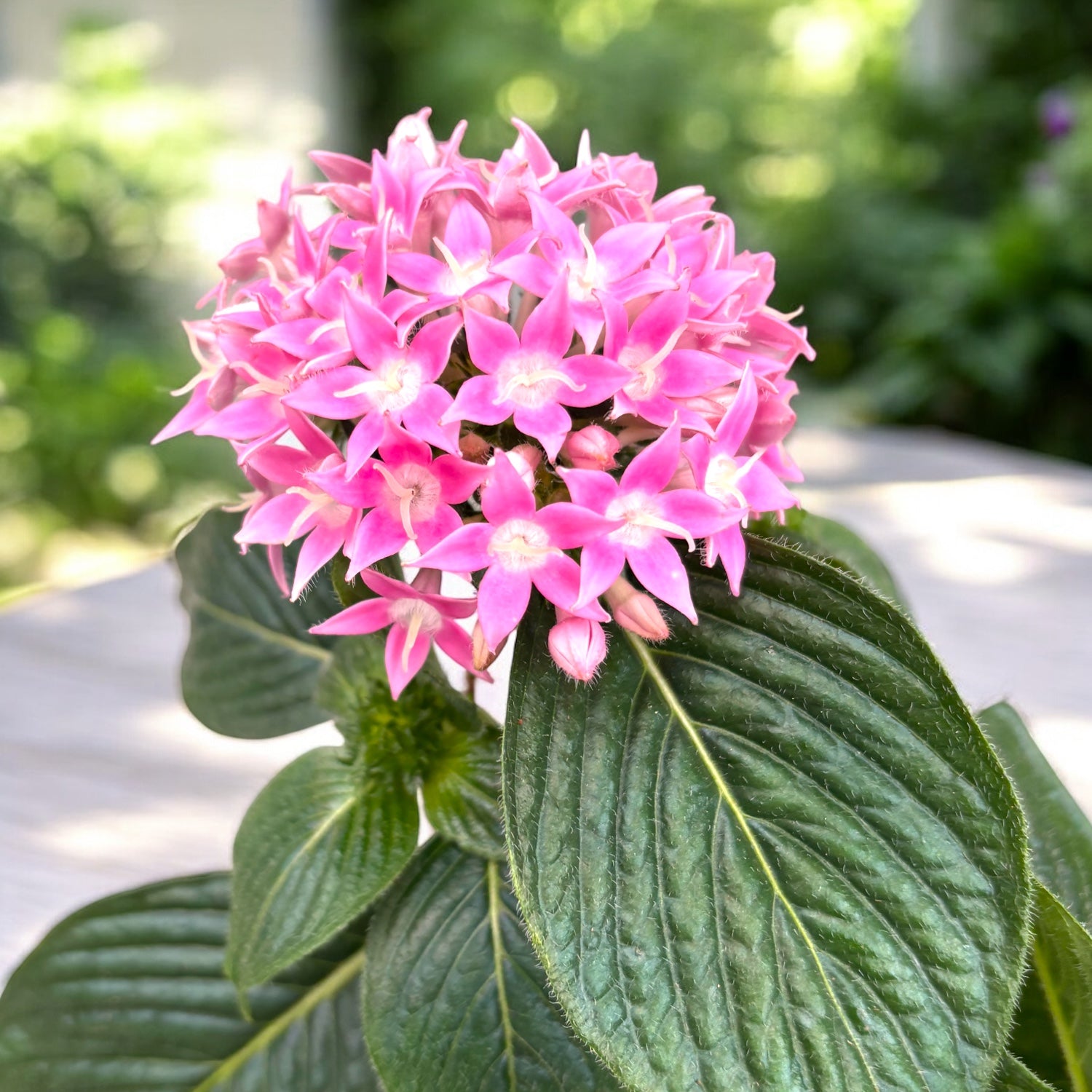 Pentas lanceolata Starcluster™ Pink – Secret Garden Plant Shop