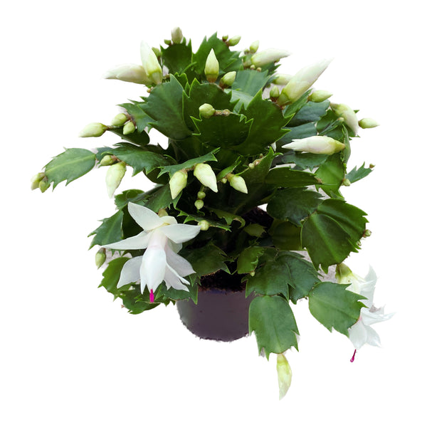 Schlumbergera 'Cecilie' (White Christmas tree) +5pp