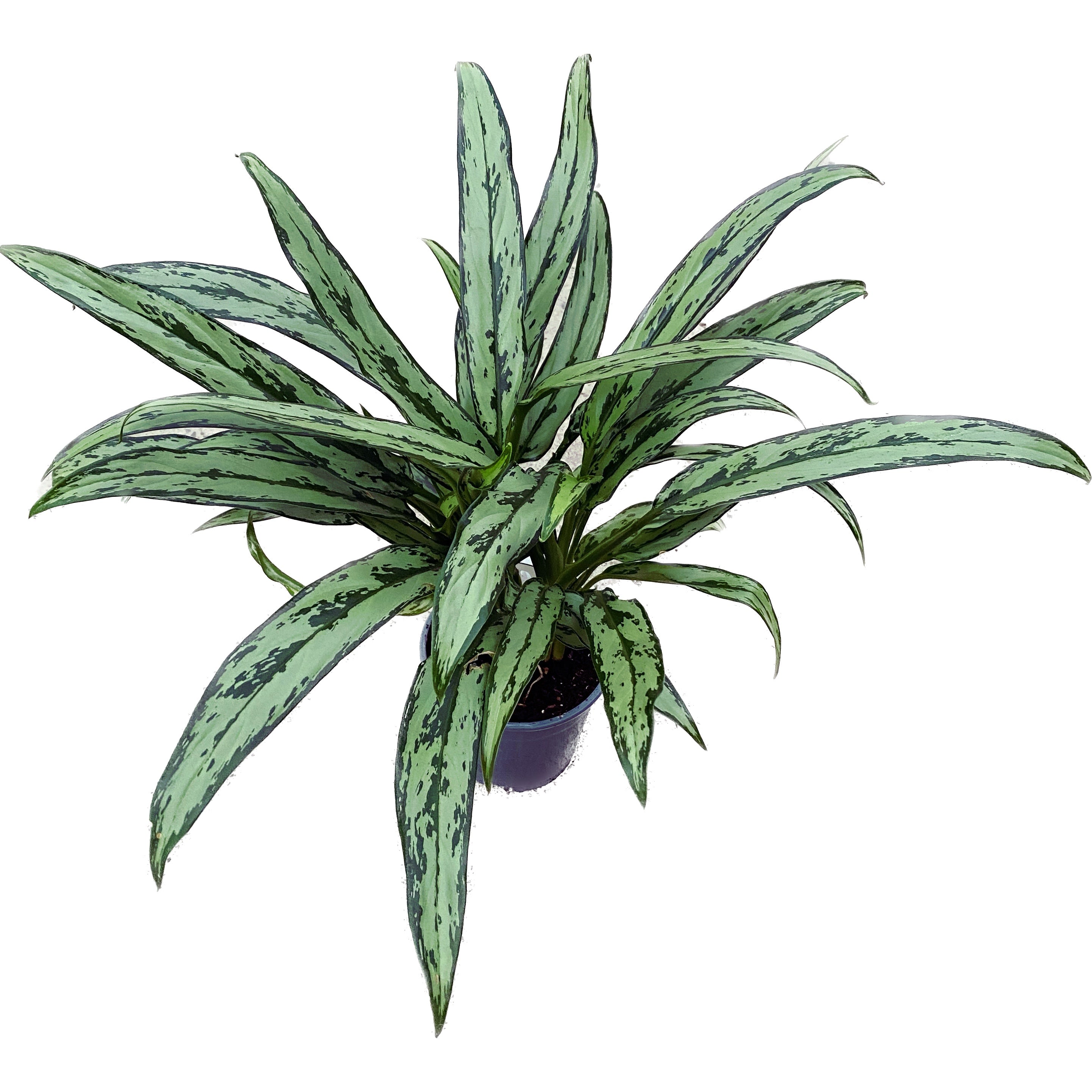 aglaonema la suerte Aglaonema Cutlass (planta de la suerte) – Secret Garden Plant Shop