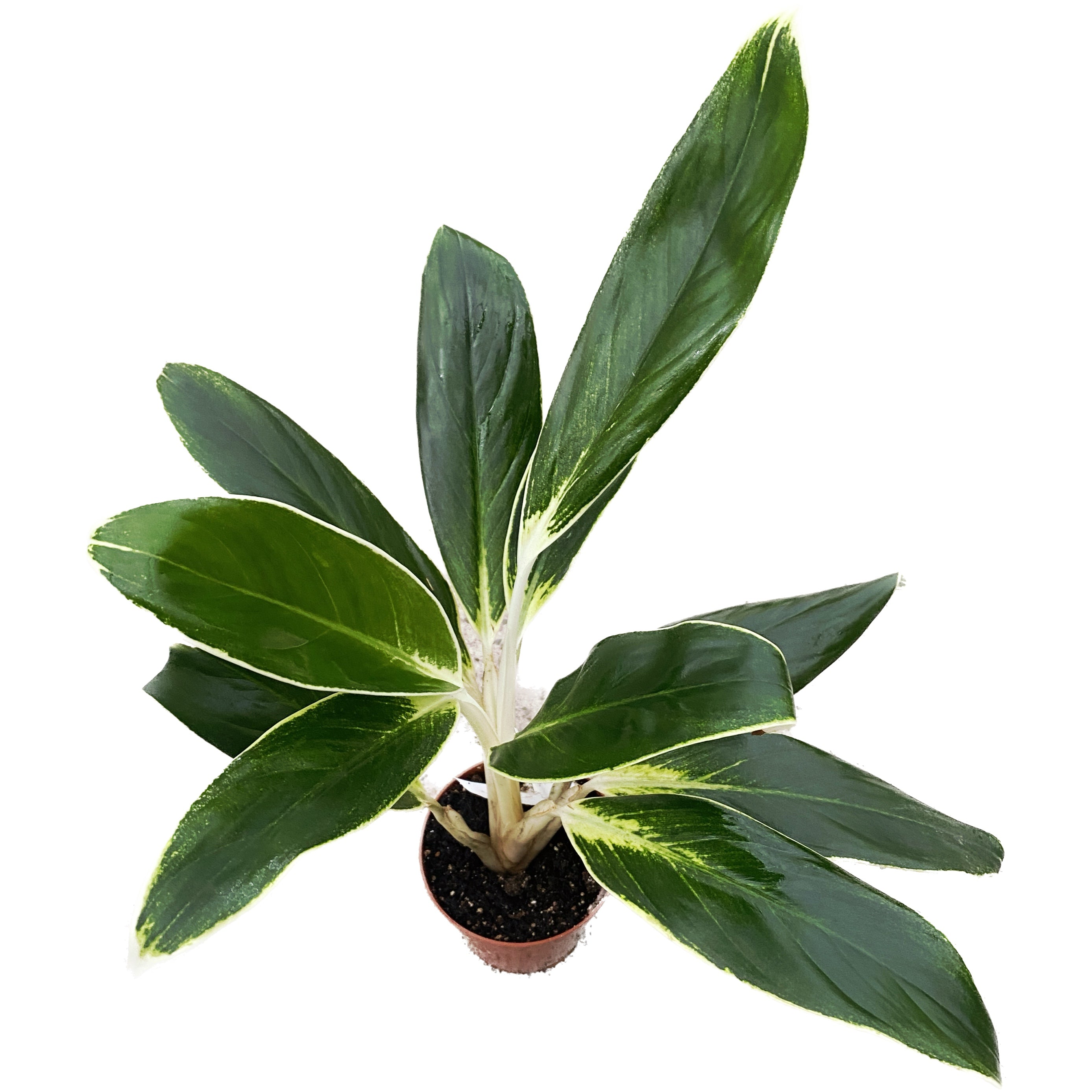 aglaonema white lime Aglaonema 'White Lime' D9 – Secret Garden Plant Shop