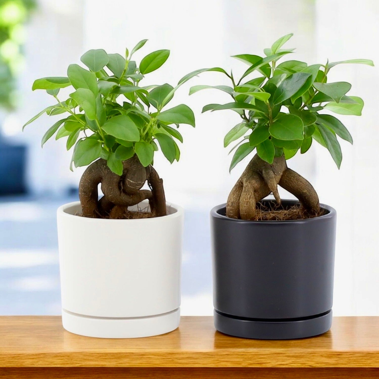 Bonsai