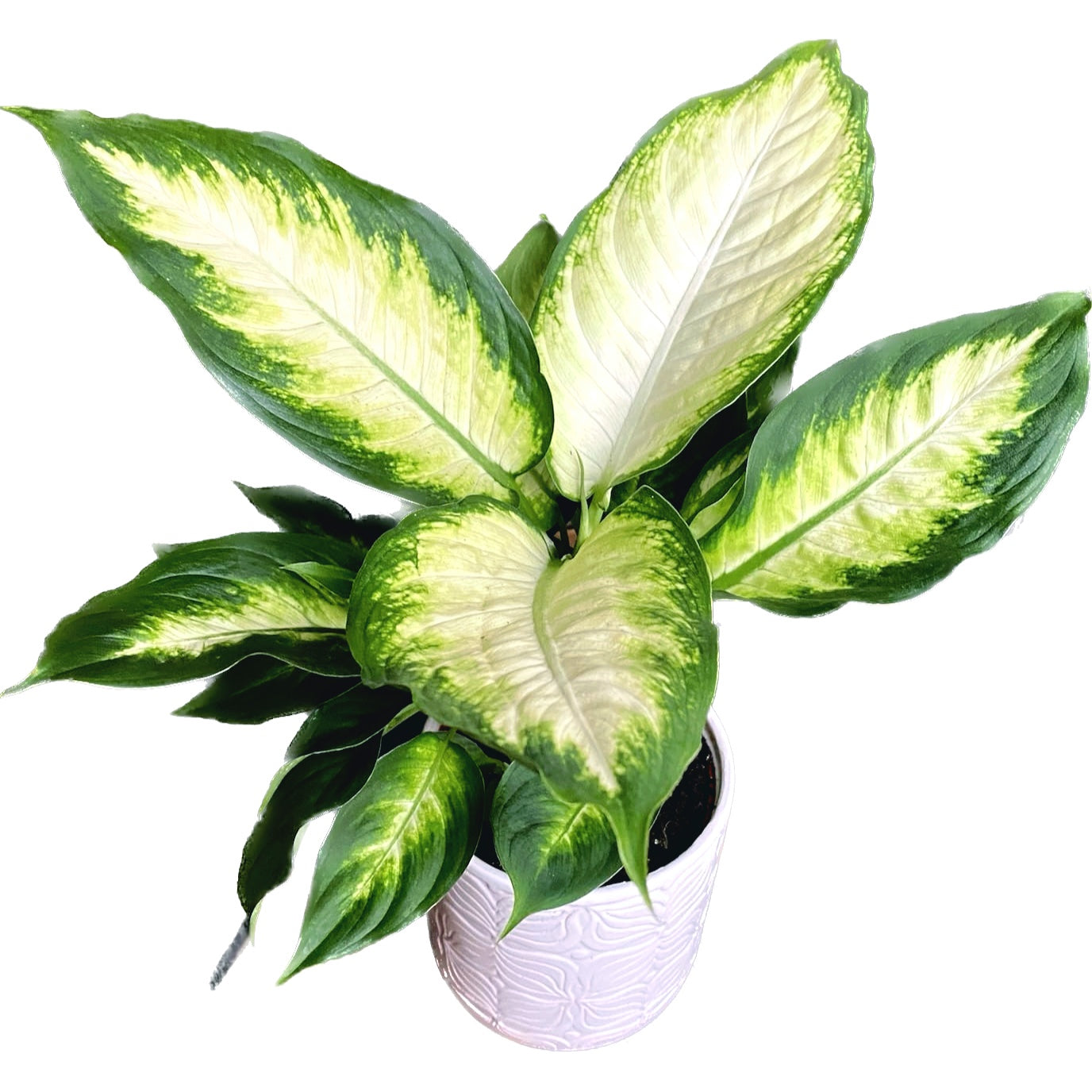 dieffenbachia bertina Dieffenbachia 'Bertina' – Secret Garden Plant Shop