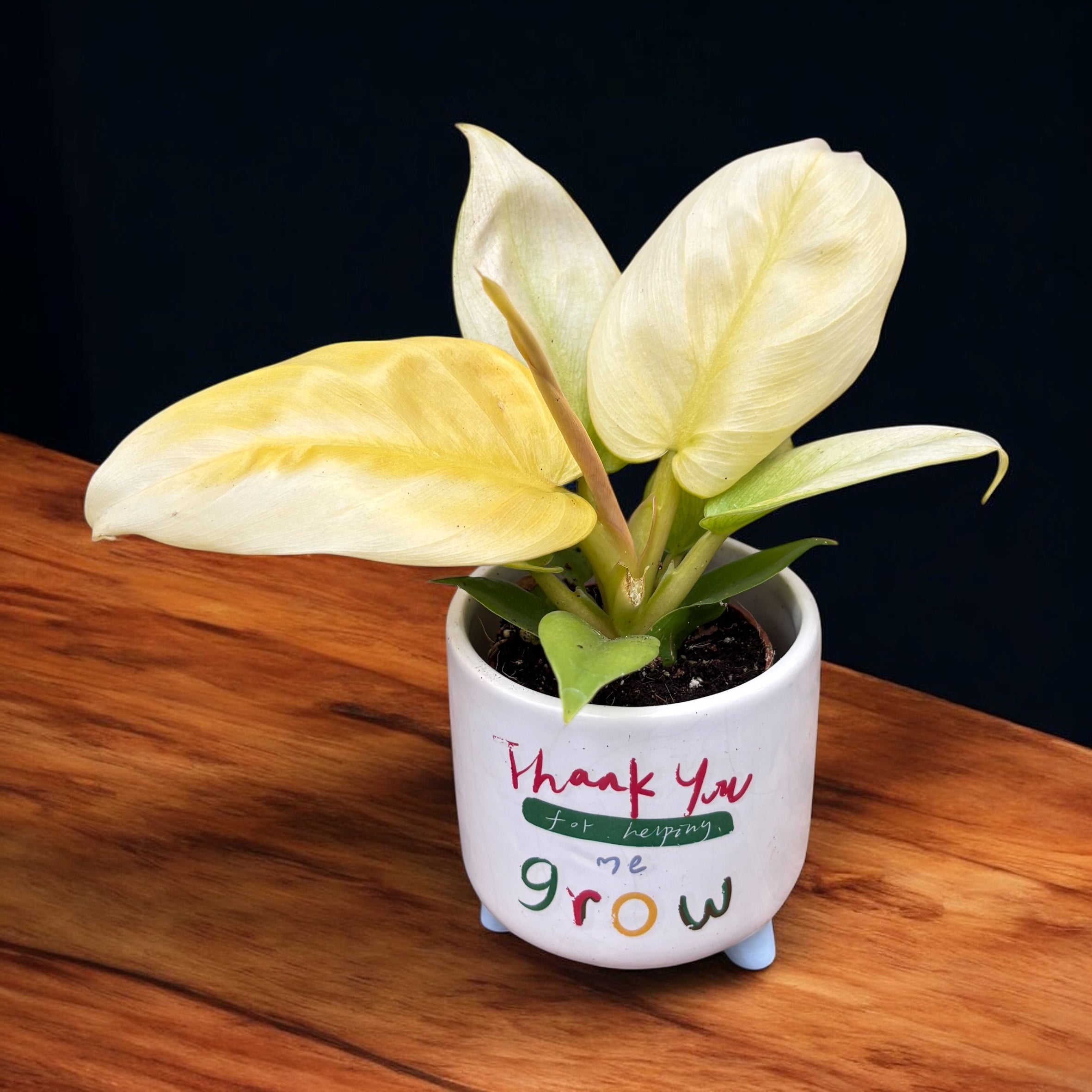 Philodendron 'Golden Melinonii' (babyplant)  Secret Garden Plant Shop