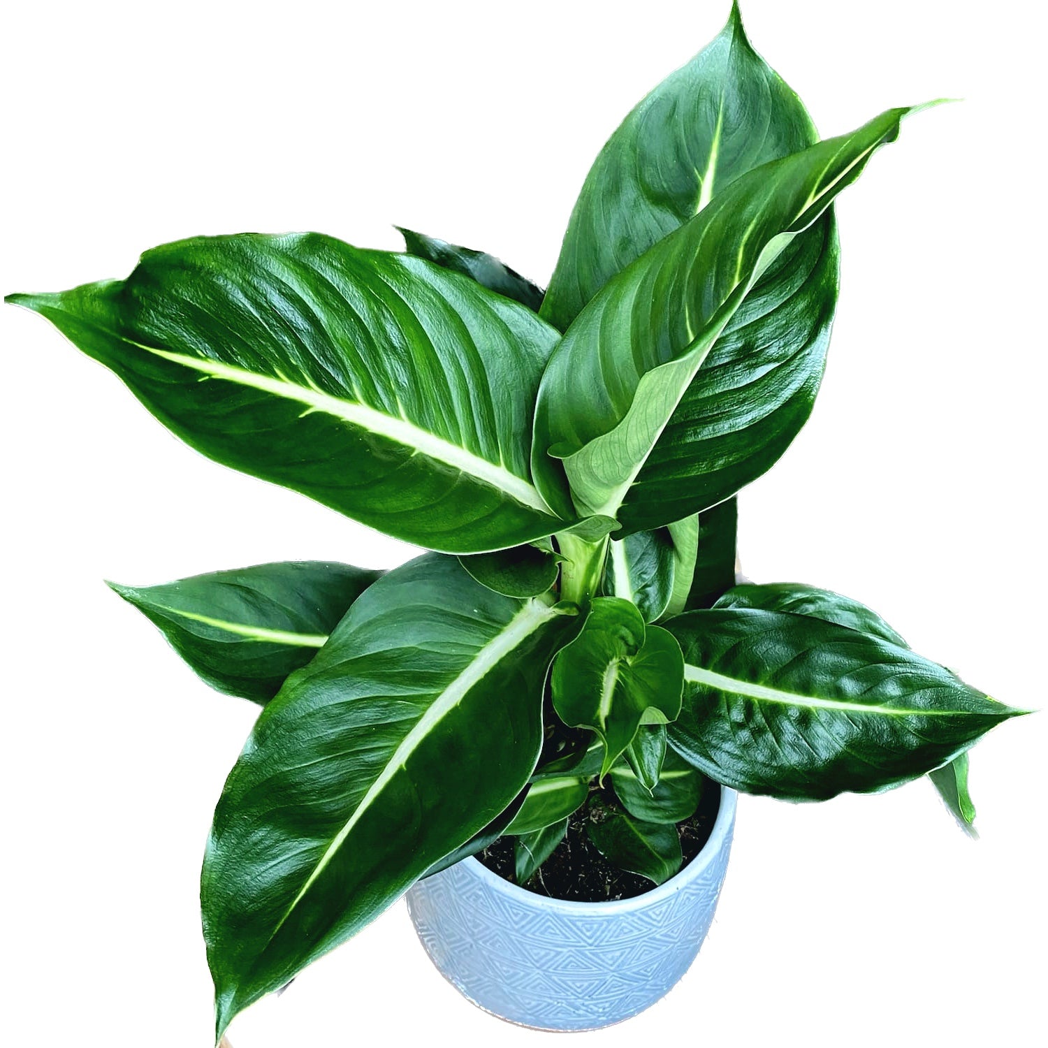 dieffenbachia green magic Dieffenbachia 'Green Magic' – Secret Garden Plant Shop