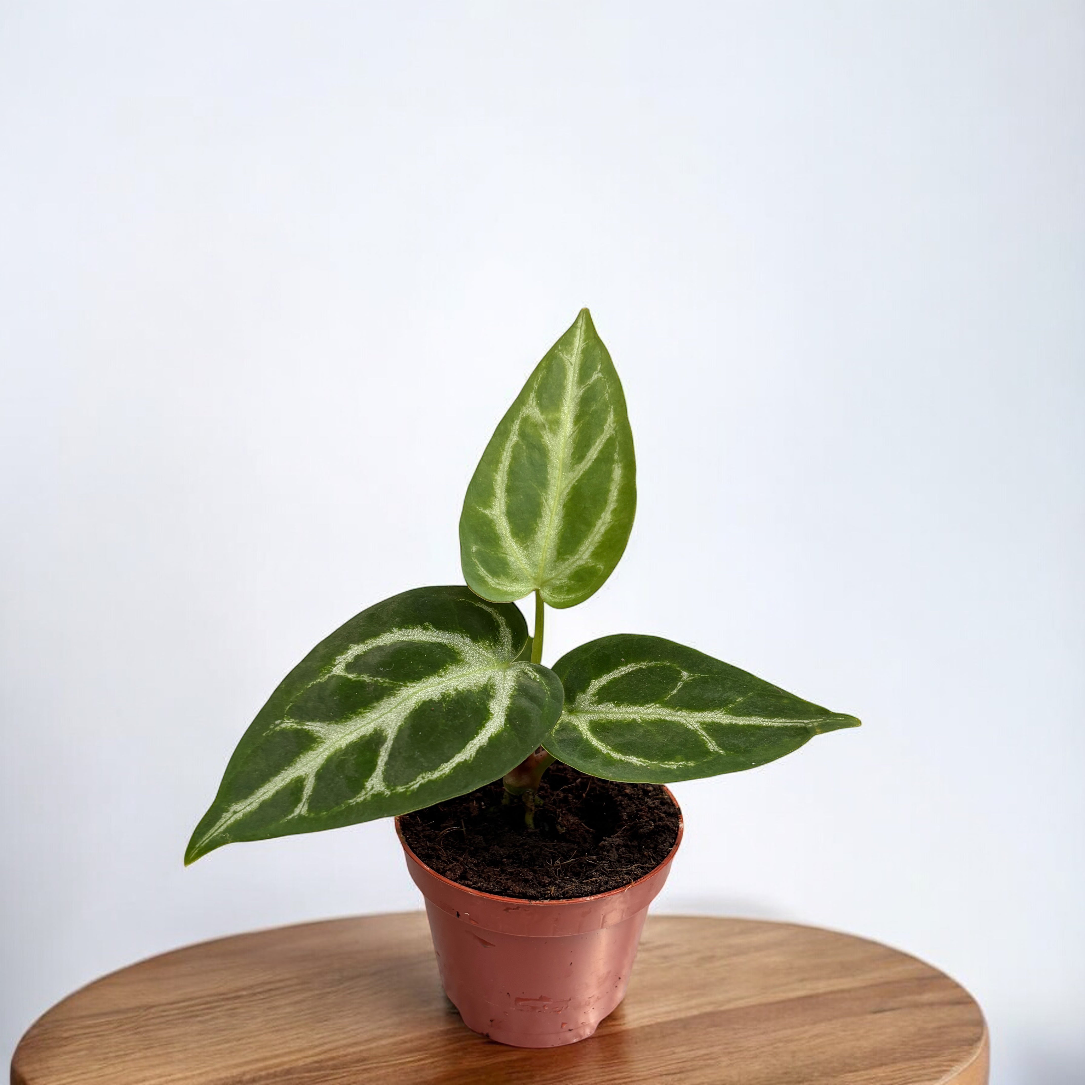 anthurium crystallinum baby Anthurium crystallinum piantina baby – Secret Garden Plant Shop