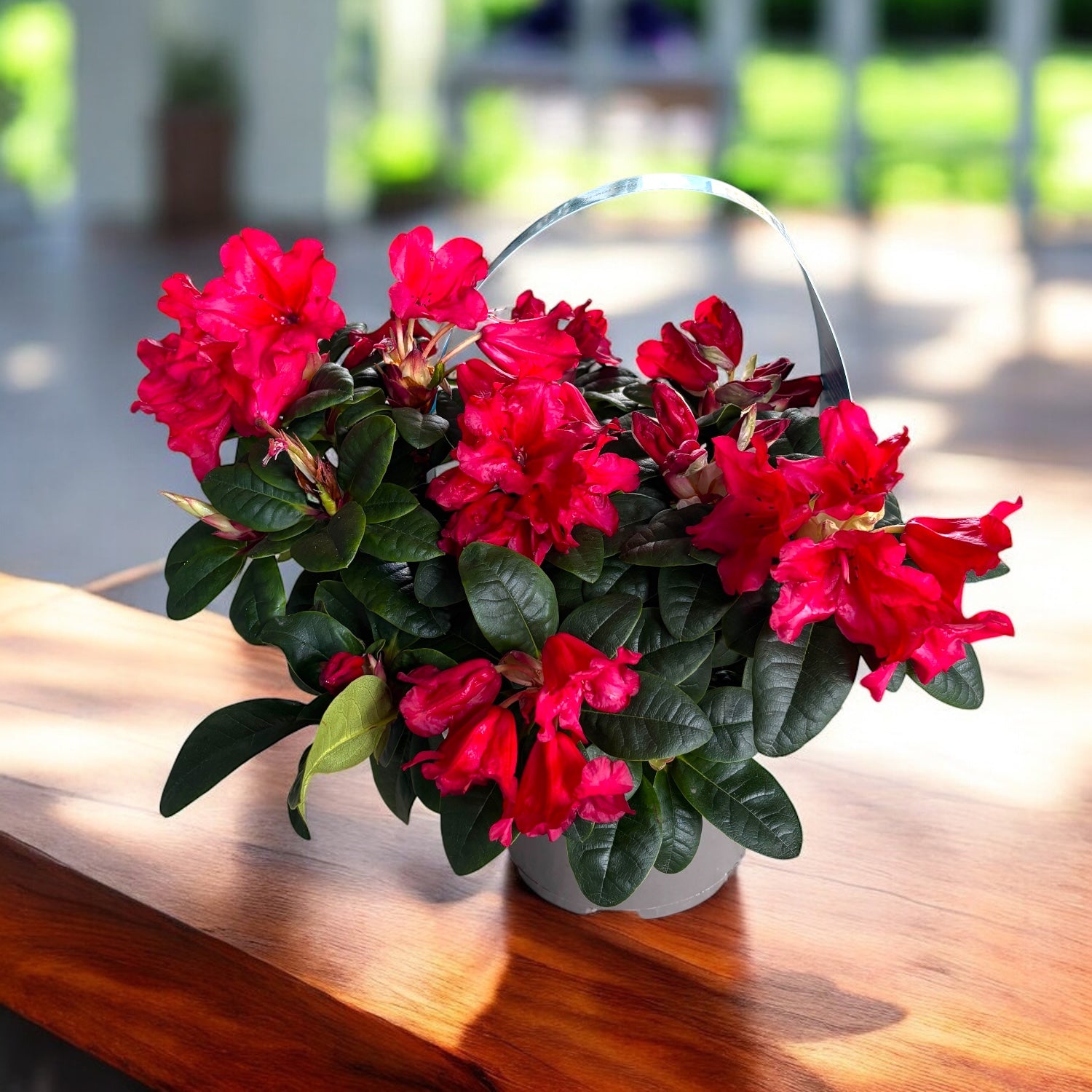 Rhododendron Scarlet Wonder - Azalee de gradina rosie  Secret Garden Plant  Shop