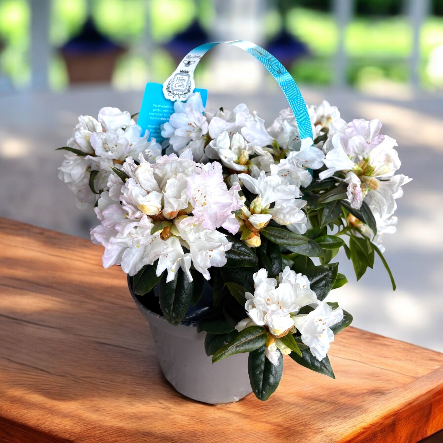 Rhododendron 'Dora Amateis' - azalee de gradina  Secret Garden Plant Shop