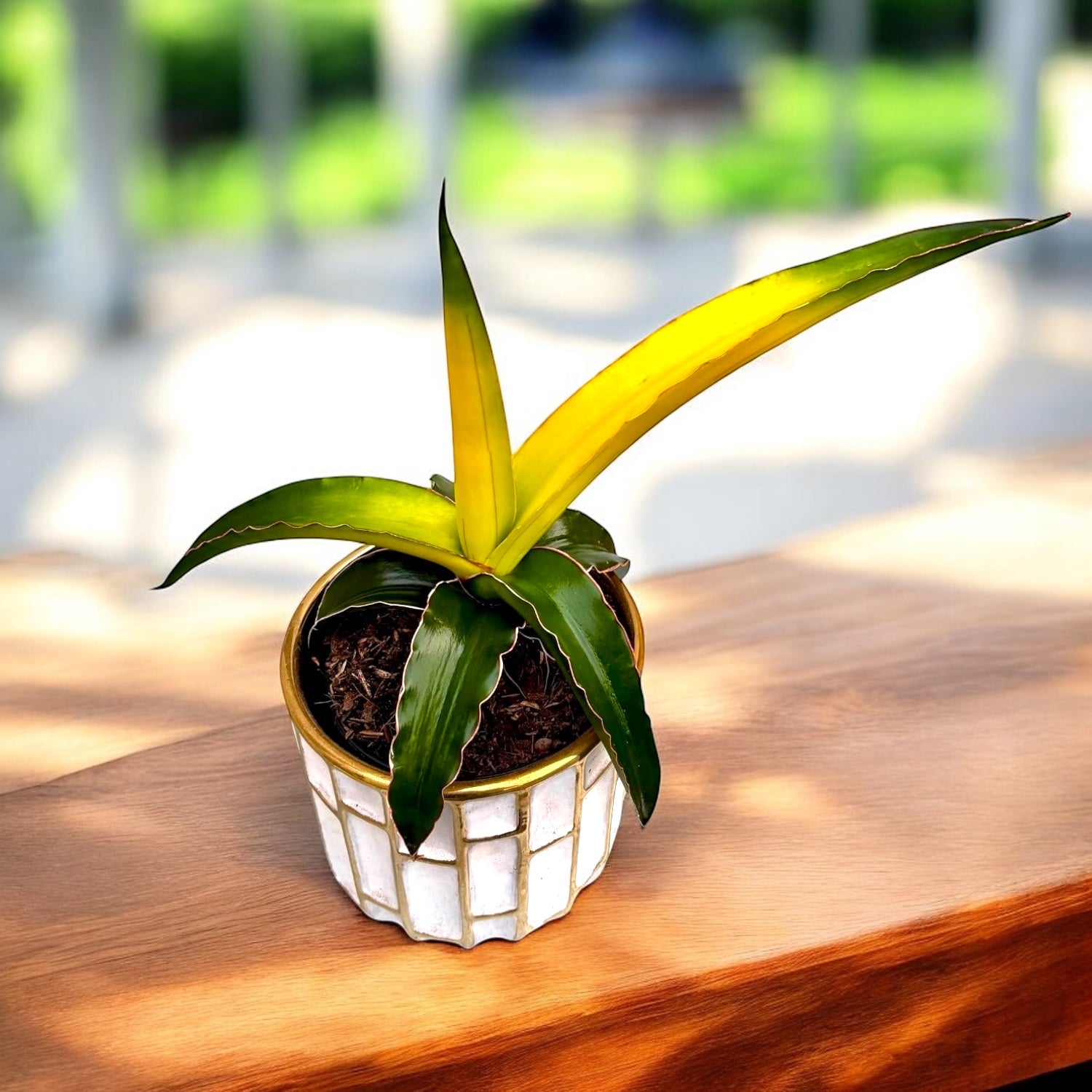 Sansevieria 'Star Canary' – Secret Garden Plant Shop