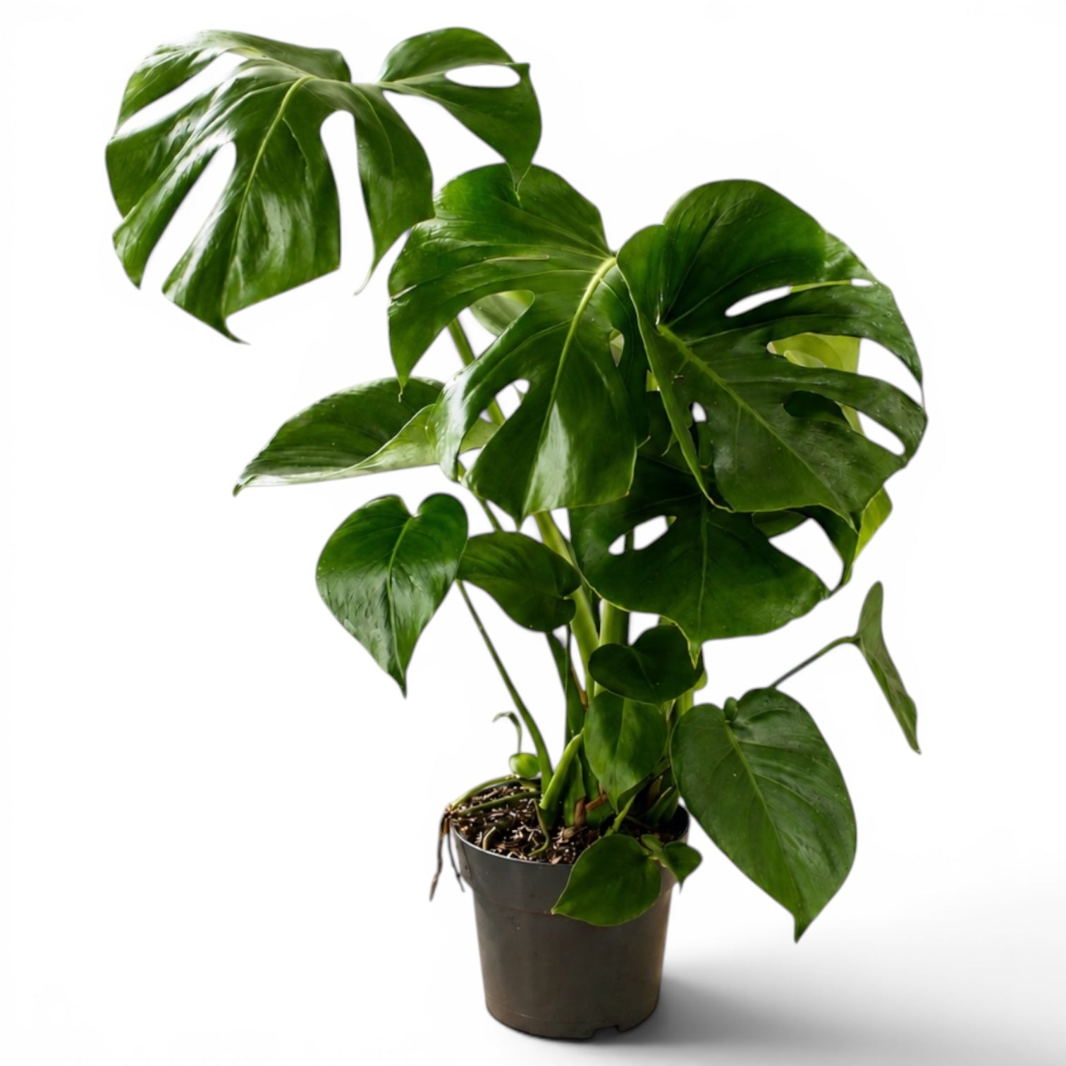 モンステラ Monstera deliciosa (Swiss cheese plant) 3 plante/ghiveci