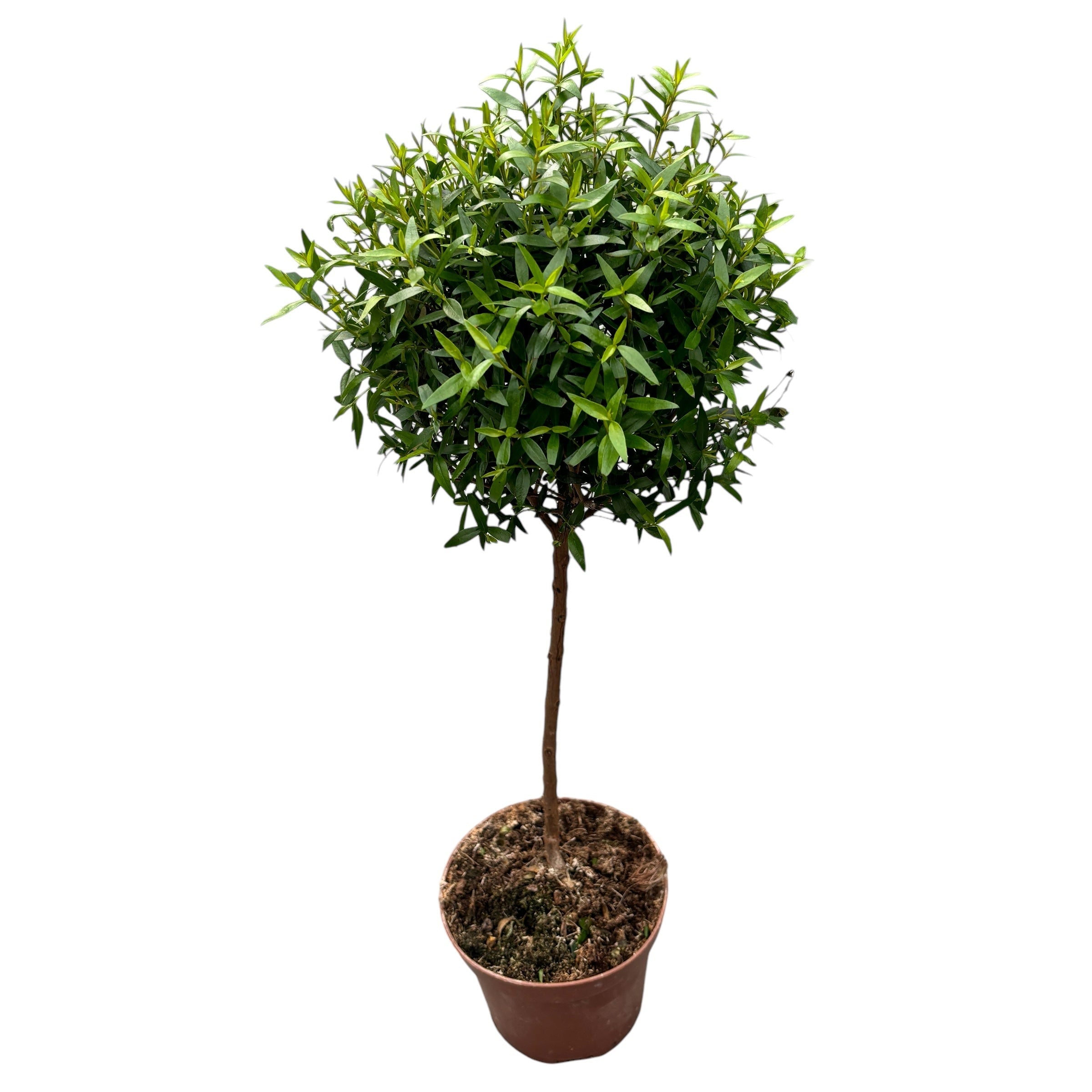 myrtus communis zimmerpflanze Topfmyrte (Myrtus Communis) H70 cm – Secret Garden Plant Shop
