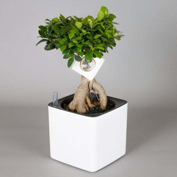 Ficus ginseng bonsai in smart pot H40 cm