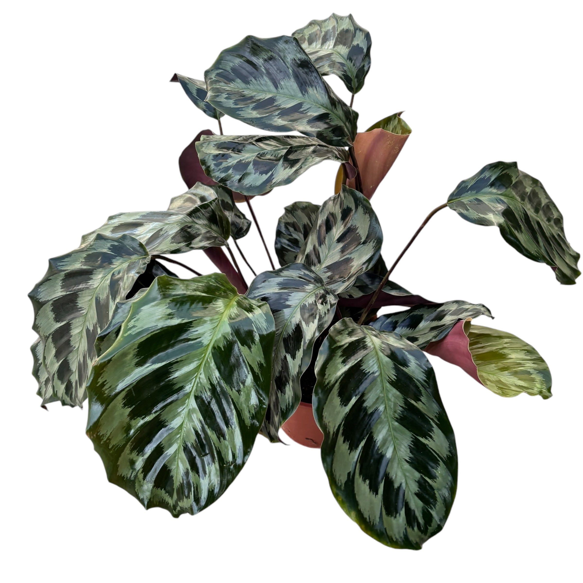 calathea kennedy Calathea dressleri 'Helen Kennedy'