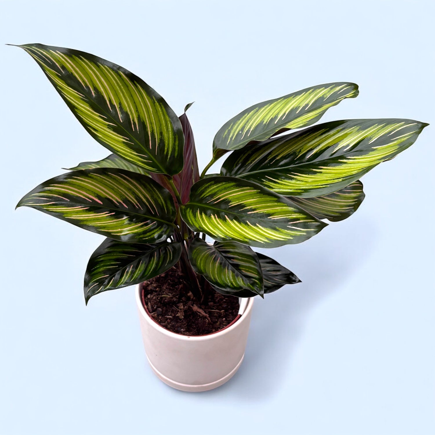 Calathea Beauty Star (Pinstripe) – Secret Garden Plant Shop