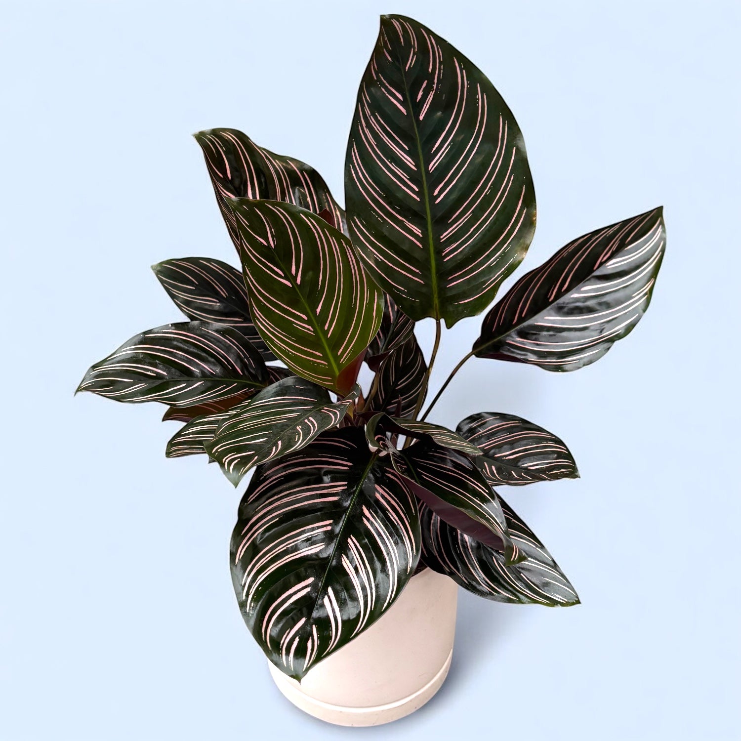 Calathea Ornata Sanderiana (Pfauenpflanze) – Secret Garden Plant Shop