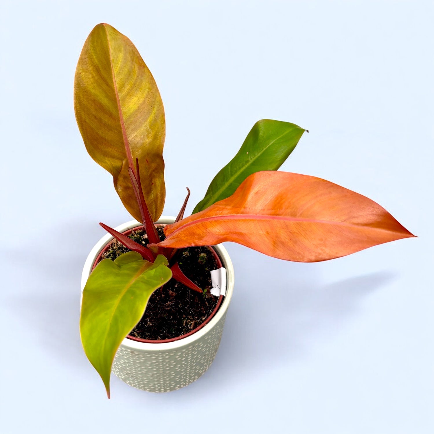 Philodendron Prinz von Orange – Secret Garden Plant Shop