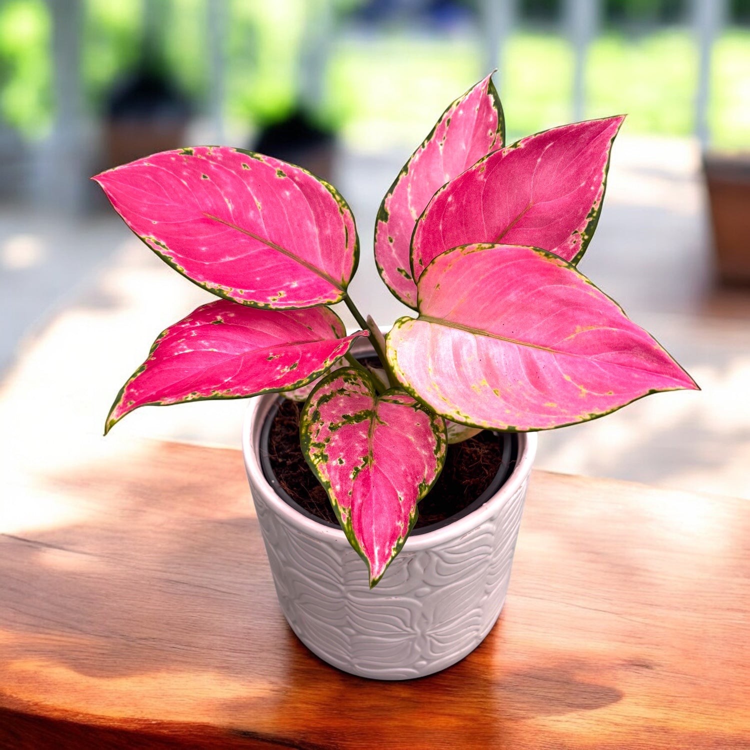 Aglaonema 'Pinky Promises'