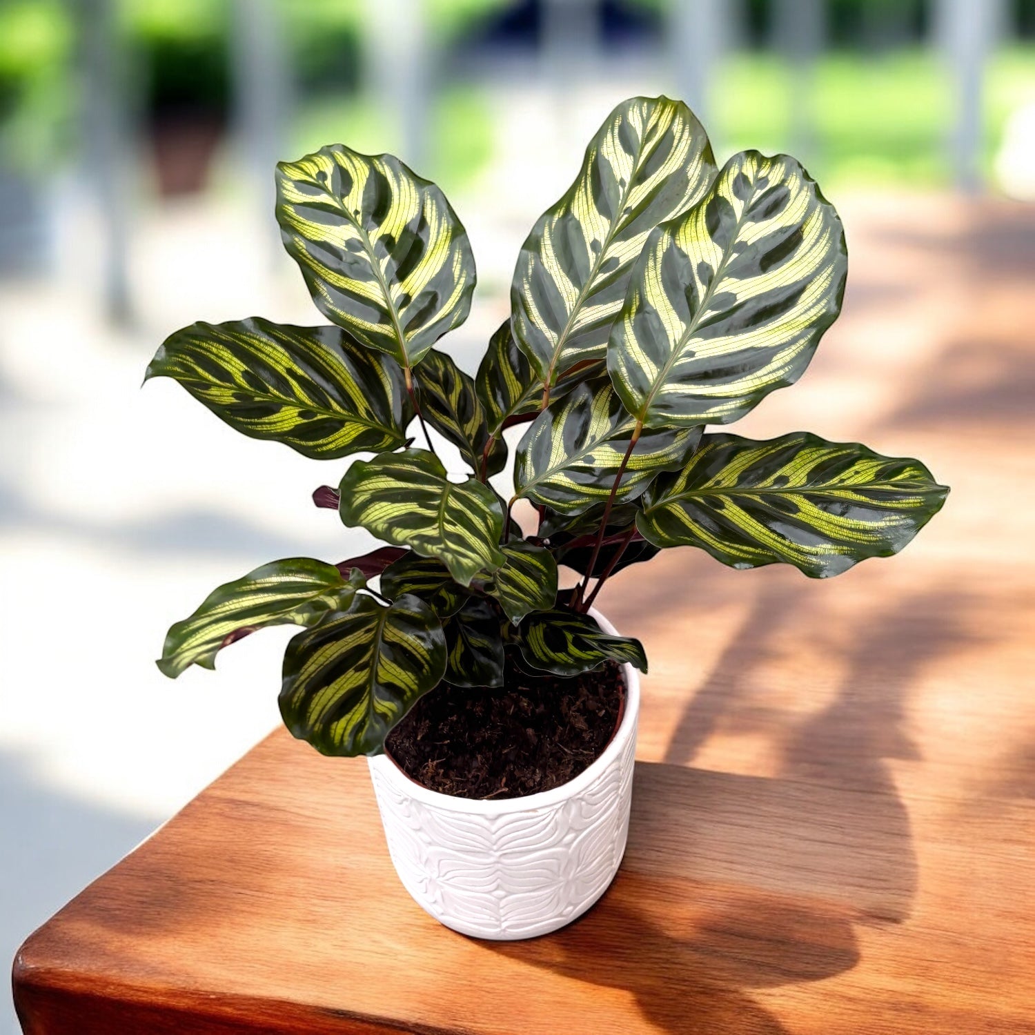 花 makocyan Calathea Makoyana, planta paun – Secret Garden Plant Shop