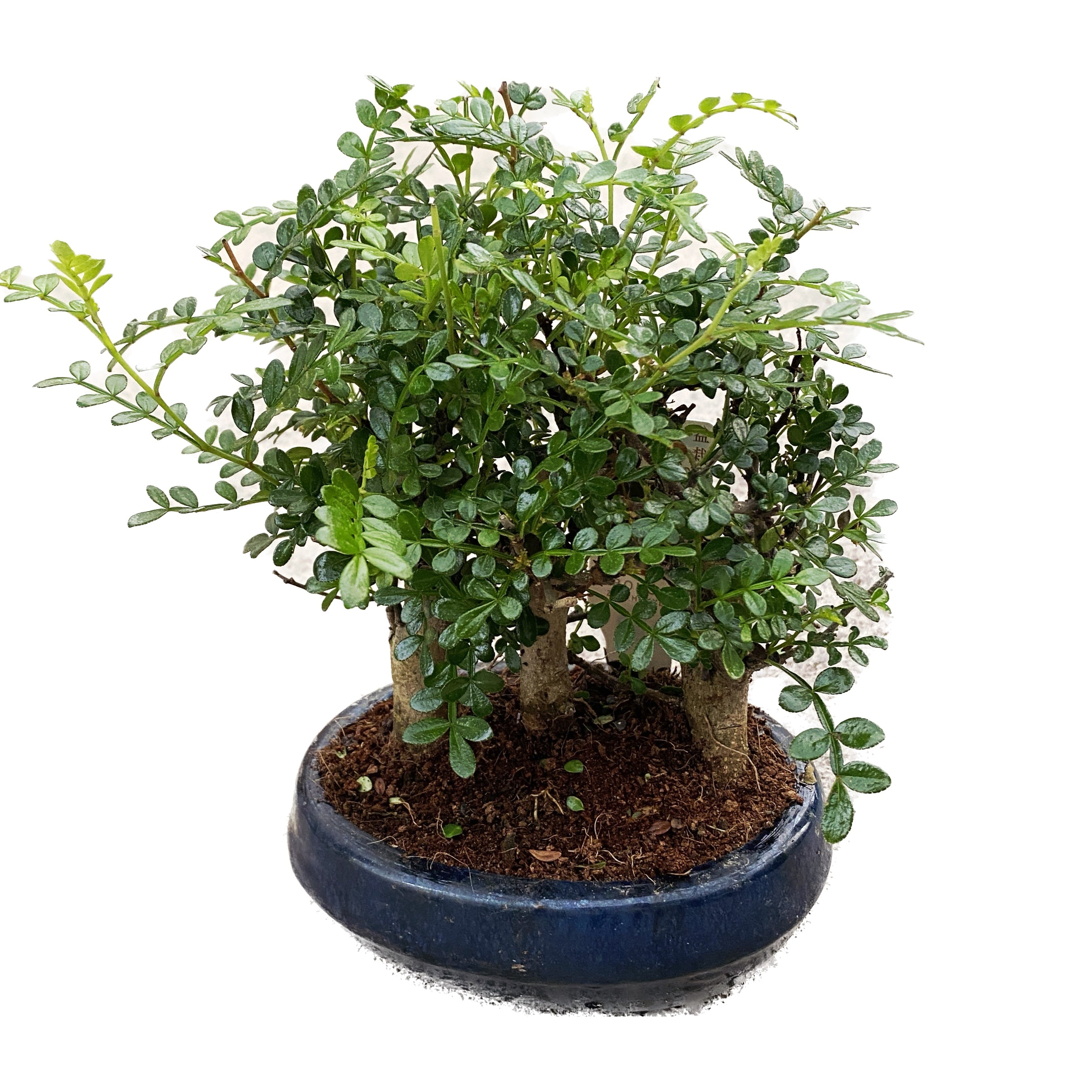 BONSAI出品 Bonsai Zanthoxylum Forest (Chinese Pepper) 3pp – Secret Garden