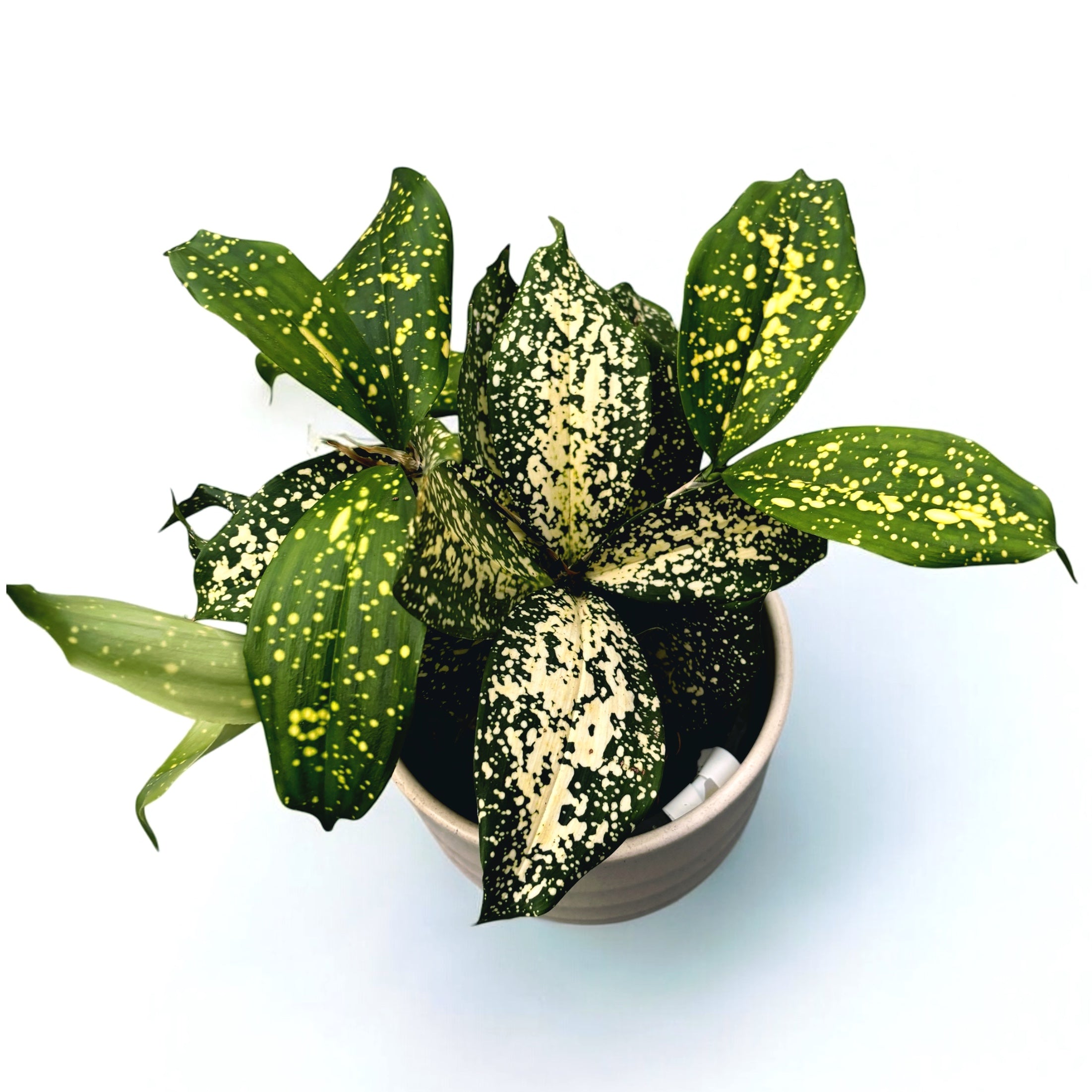 Dracaena Surculosa 'Florida Beauty'  Secret Garden Plant Shop