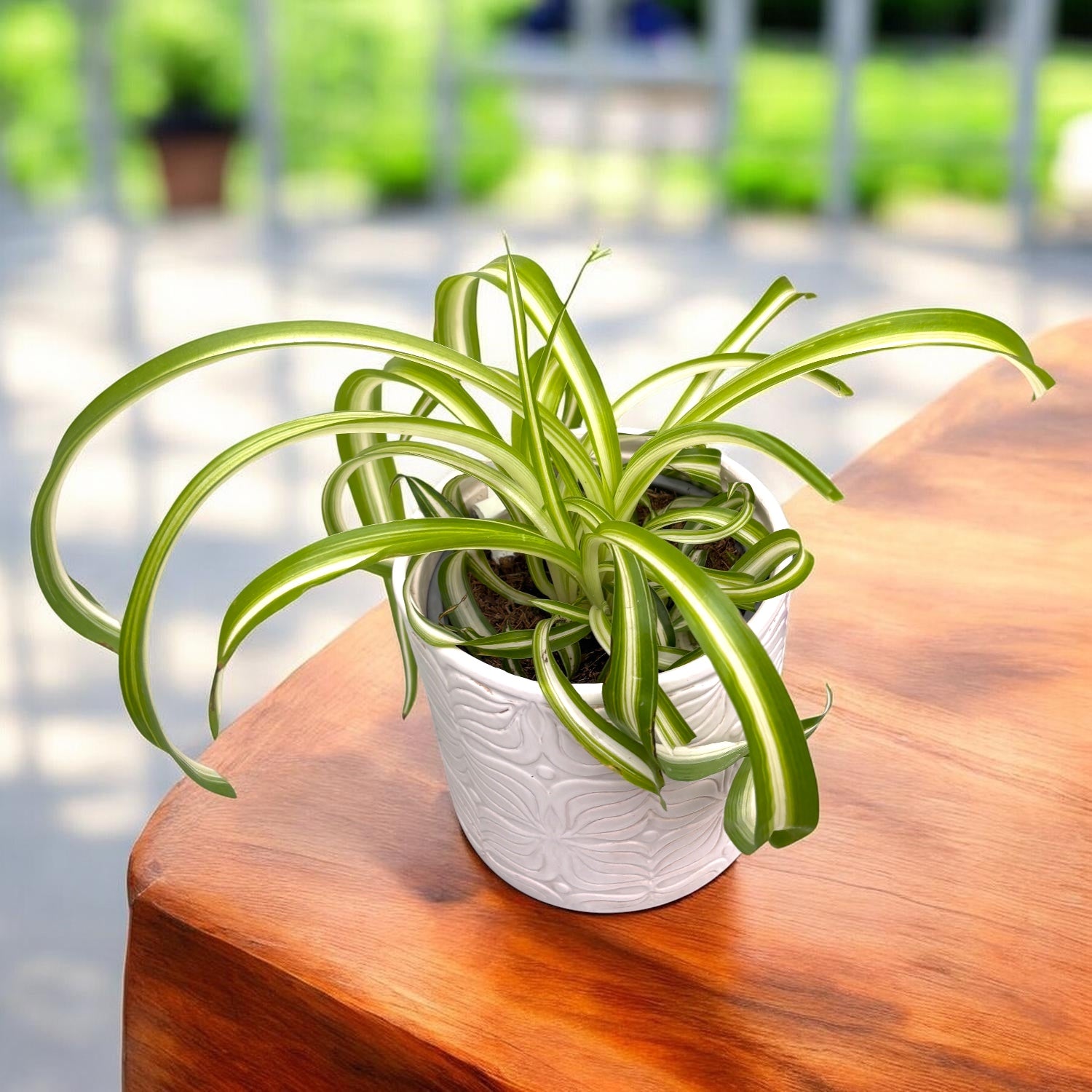 Chlorophytum comosum 'Bonnie'