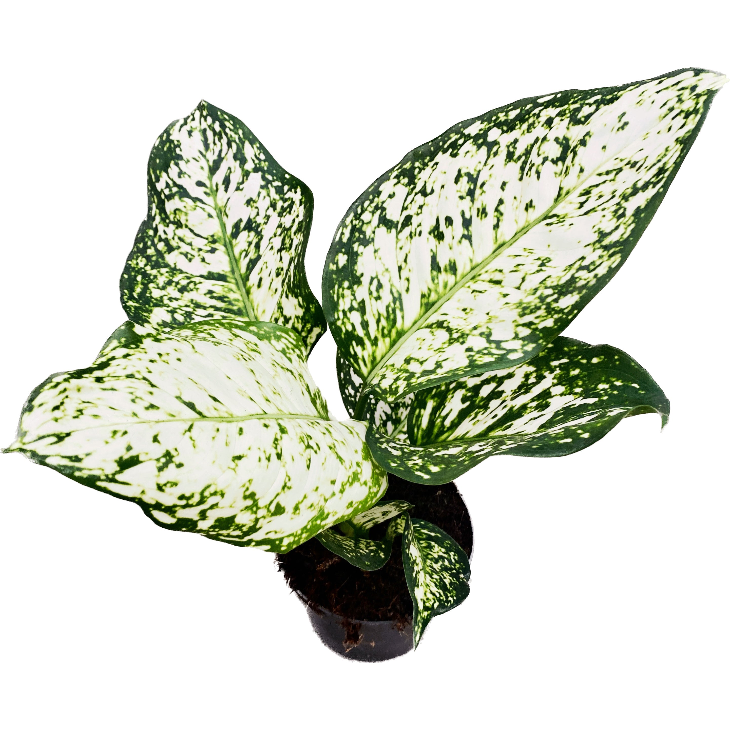 aglaonema ivory Aglaonema 'Ivory Jade'' – Secret Garden Plant Shop