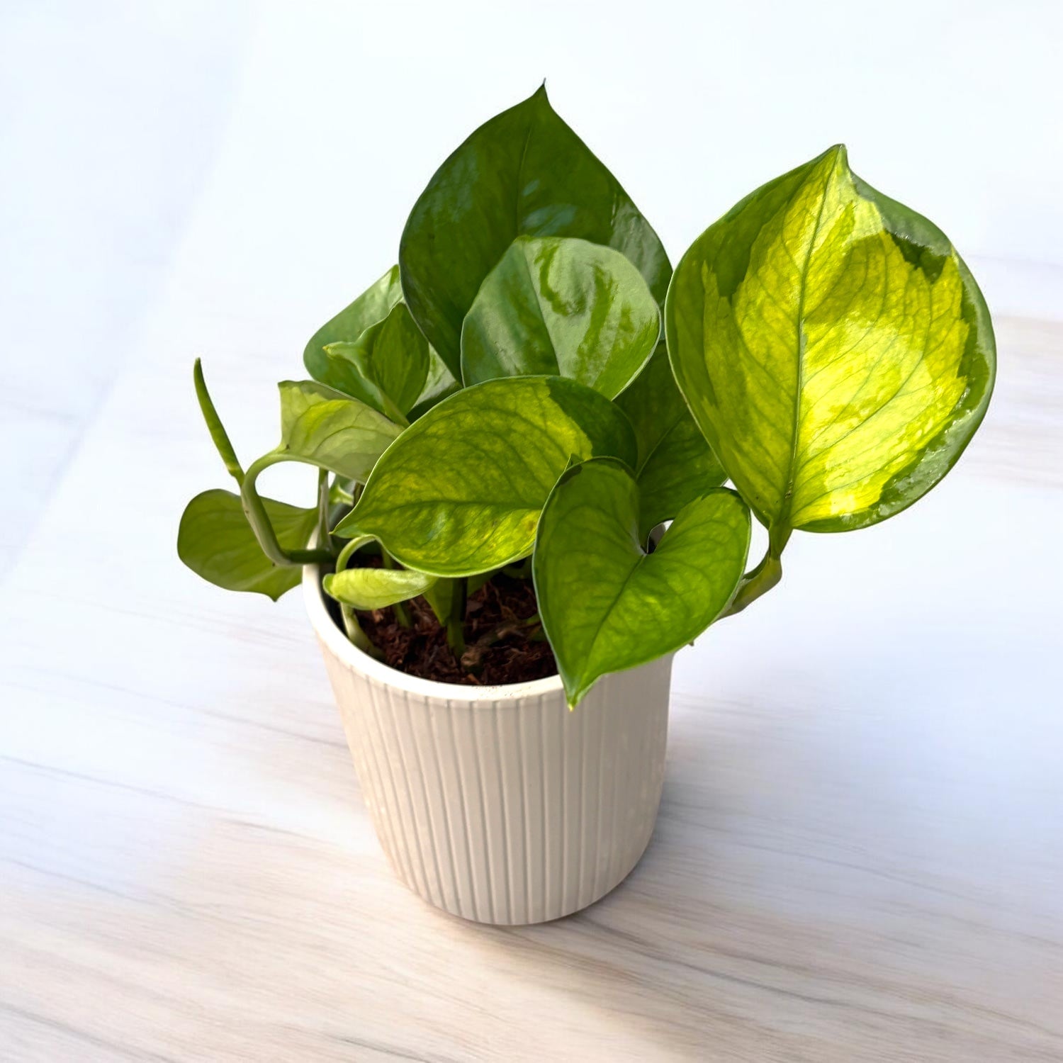 【超マニア向け】Pothos aff.remotiflorus【ジメジメ系】① Epipremnum aureum 'Lemon Top' – pothos in nuante lime – Secret
