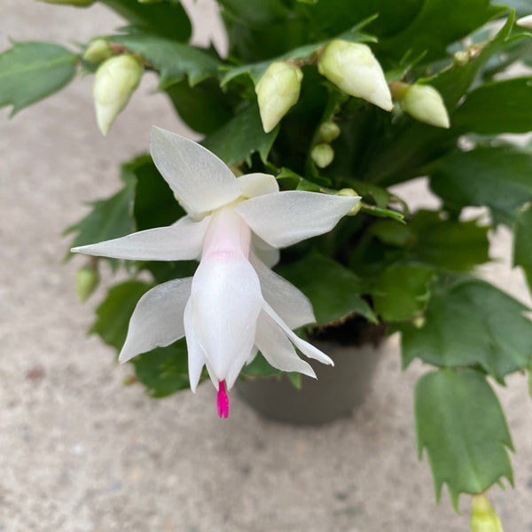 Schlumbergera 'Cecilie' (White Christmas) 2pp