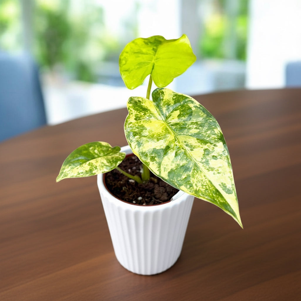 Alocasia gageana 'Aurea' (Yellow Variegation) – Secret Garden