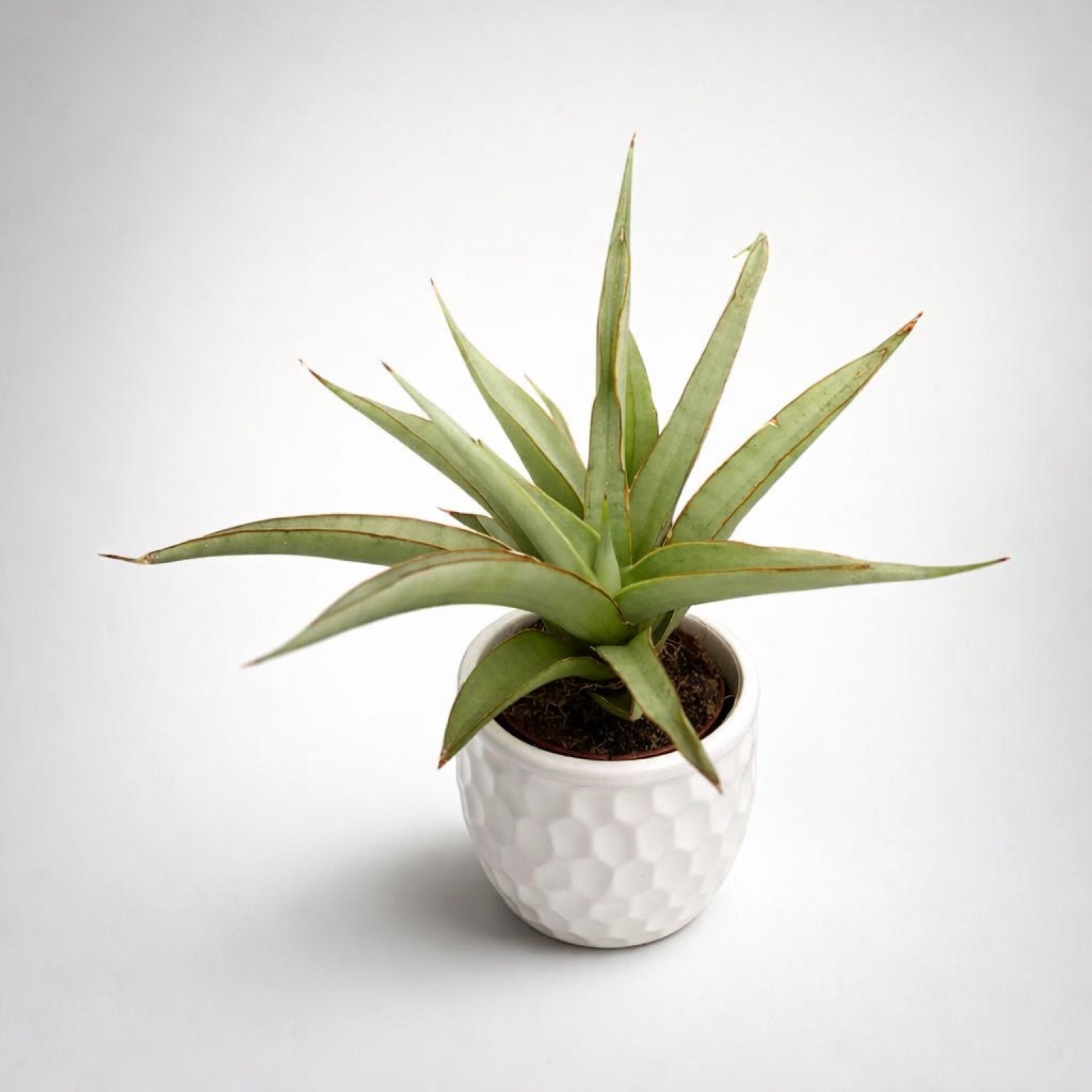 Sansevieria hybrid 'Chanin' (Sansevieria Silver Syreni) – Secret Garden  Plant Shop